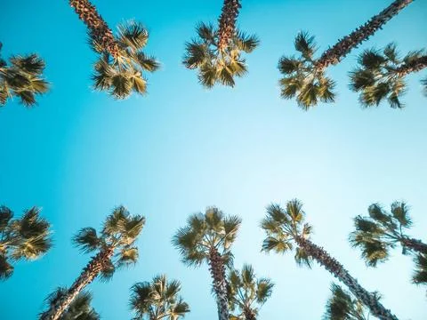 Beautiful pattern of palm trees with blue sky Palms frame in vintage retro... Stock Photos