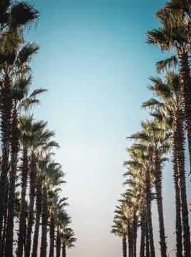 Beautiful pattern of palm trees with blue sky Palms frame in vintage retro... Stock Photos
