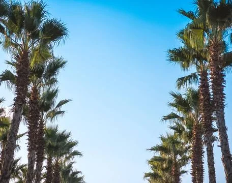 Beautiful pattern of palm trees with blue sky Palms frame in vintage retro... Stock Photos