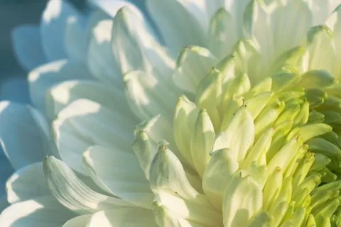 Beautiful pattern of petals of the head of a blossom chrysanthemum, macro Stock Photos