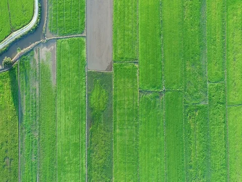 Beautiful pattern of plantation area. Video stock 80395794