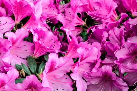 Beautiful pattern of purple lilies in spring Stock Photos