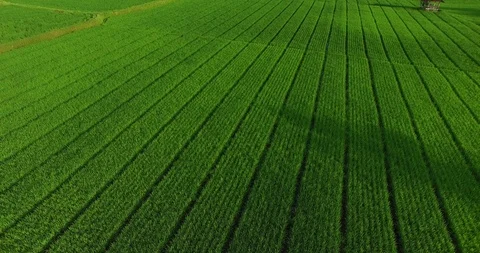 Beautiful Pattern of rice field Stock-Footage 100338791