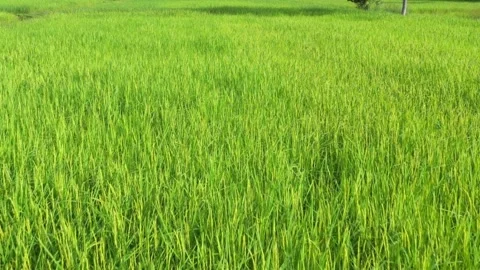 Beautiful pattern of rice paddy in top view Beautiful Bali jungle and terrace Stock Footage 256725770