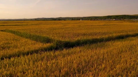 Beautiful pattern of ripe rice paddy in top view Beautiful Bali jungle and .. Stock Footage 256728682