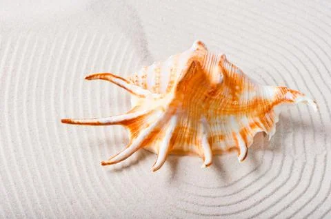 Beautiful pattern in the sand and shell in the center Foto stock