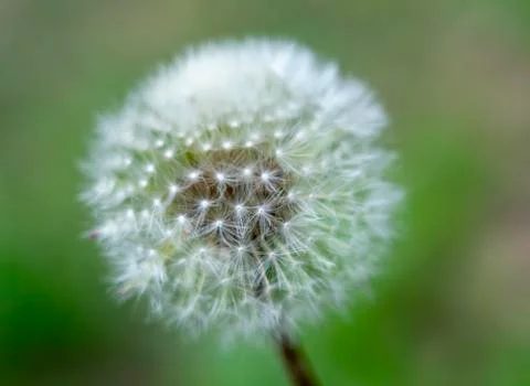 Beautiful pattern from the seeds of a dandelion close-up on blurred green bac Stock Photos