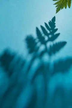 Beautiful pattern of shade leaf ferns on a blue background with space for text Foto stock
