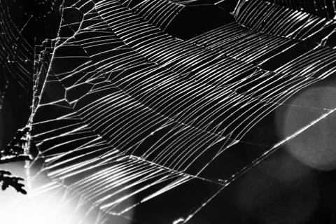 Beautiful pattern of spider's web with natural light and green background. Na Stock Photos