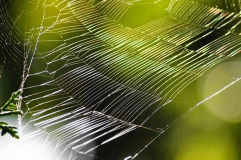 Beautiful pattern of spider's web with natural light and green background. Na Foto stock