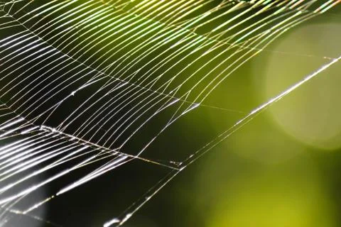 Beautiful pattern of spider's web with natural light and green background.  Stock Photos