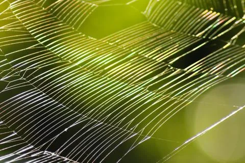 Beautiful pattern of spider's web with natural light and green background.  Stock Photos