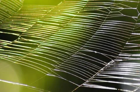 Beautiful pattern of spider's web with natural light and green background.  Stock Photos