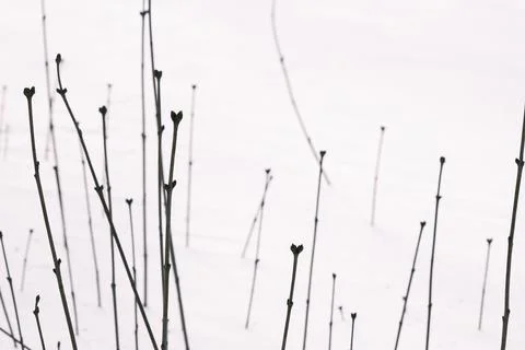 Beautiful pattern stem line of plant bush in a cold winter snowfield Photos