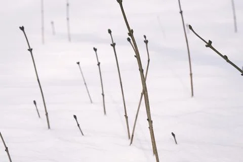 Beautiful pattern stem line of plant bush in a cold winter snowfield Photos