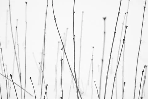 Beautiful pattern stem line of plant bush in a cold winter snowfield Stock Photos