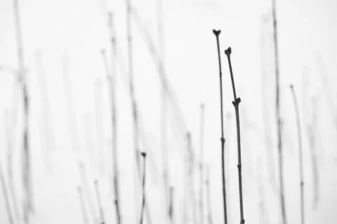 Beautiful pattern stem line of plant bush in a cold winter snowfield Stock Photos