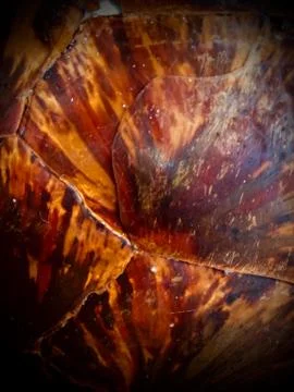 Beautiful pattern on tortoise shell. Foto stock