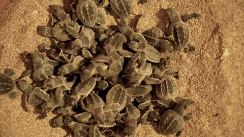 Beautiful pattern tortoiseshell hawksbill sea turtle sand beach Iran Stock Footage 280567894