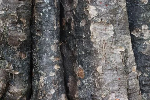 Beautiful pattern on a tree trunk 写真素材