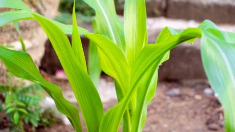 Beautiful pattern on the young green corn leaves Stock Photos
