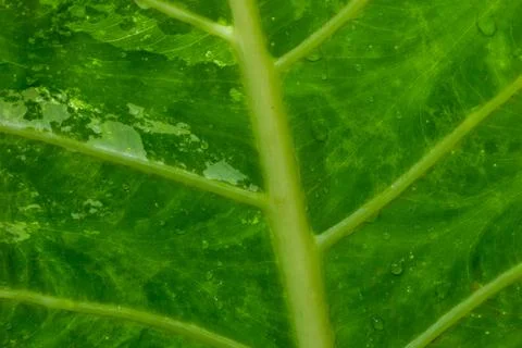 Beautiful patterned colored leaves. Foto stock