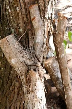 The Beautiful Patterns on the bark of a tree Stock Photos