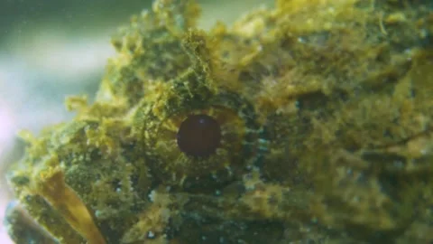 Beautiful Patterns on the Eye of Scorpionfish Stock Footage 148083331