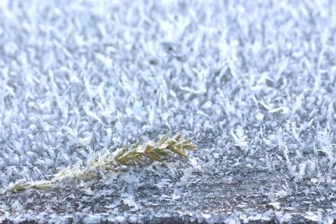 Beautiful patterns of hoarfrost Stock Photos