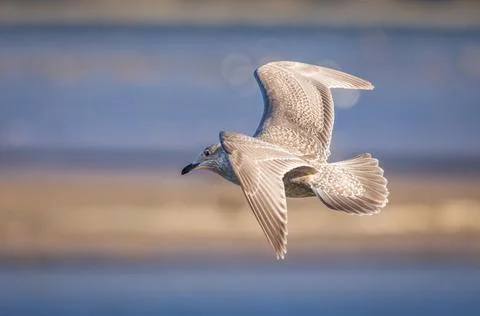 Beautiful patterns on the seagull's wings stand out in the setting sun Stock Photos