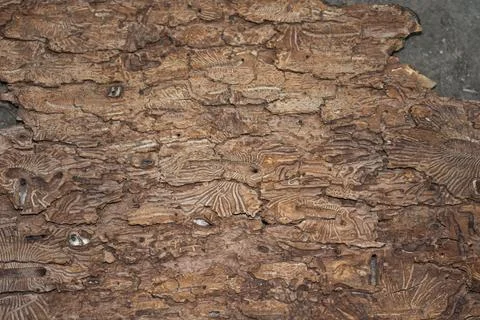 Beautiful patterns on the tree bark Foto stock