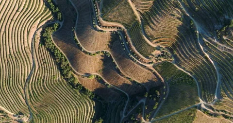 Beautiful patterns of vine trellises in terraced vineyards. Picturesque and Stock Footage 283127626