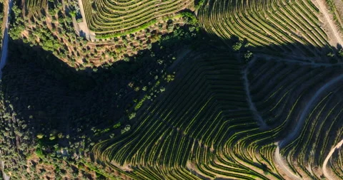 Beautiful patterns of vine trellises in terraced vineyards. Picturesque and Stock Footage 284963700