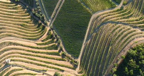 Beautiful patterns of vine trellises in terraced vineyards. Picturesque and Stock Footage 285968757