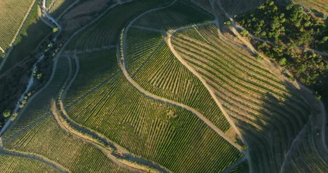 Beautiful patterns of vine trellises in terraced vineyards. Picturesque and Stock Footage 292120289