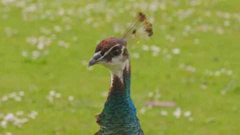 Beautiful Pea Hen Head Close Up Slo Mo In Green Castle Grounds On Summer Day Video stock 157766886