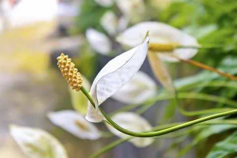 Beautiful peace lily Stock Photos
