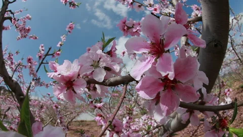 Beautiful peach blossom, spring in Beijing Stock Footage 143024461