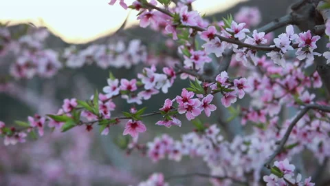 Beautiful peach blossom, spring in Beijing Video stock 143048883