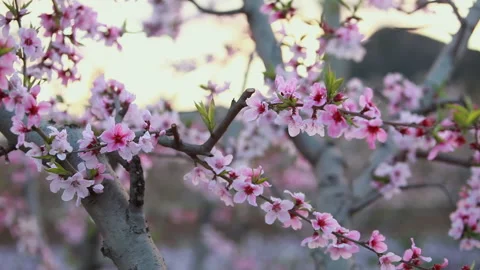 Beautiful peach blossom, spring in Beijing Stock Footage 143049688