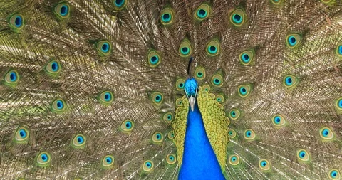 Beautiful peacock 10 Stock Footage 88365680