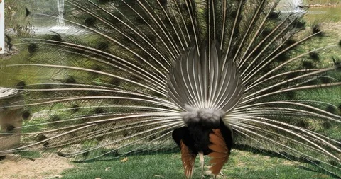 Beautiful peacock 3 Stock Footage 88360866