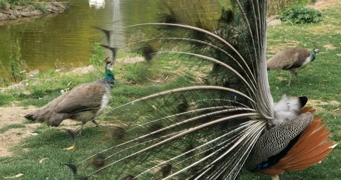 Beautiful peacock 5 Stock Footage 88359967