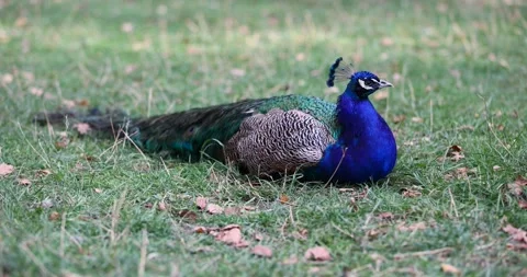 A beautiful peacock bird of different colors lies resting in the green grass, a Stock Footage 319070074