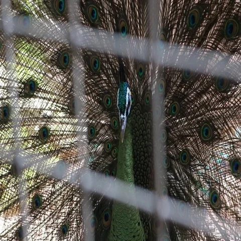 Beautiful peacock bird displaying feathers Stock Footage 69536749