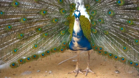 Beautiful peacock bird show dancing in forest on hills Stock-Footage 107112448