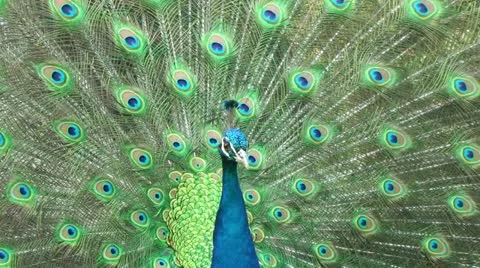 Beautiful peacock close-up Vidéo 11882313