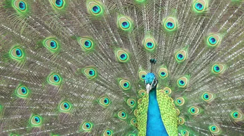 Beautiful peacock close up Vidéo 22827063