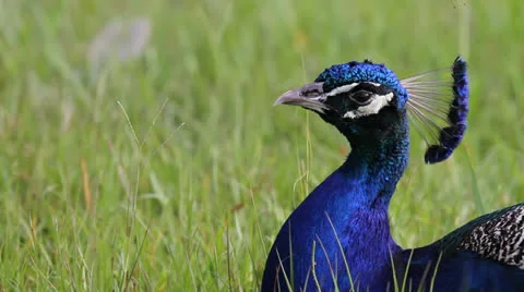 Beautiful Peacock Close Up Stock Footage 26595267