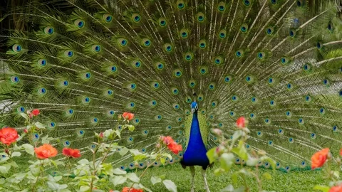 Beautiful peacock close-up Vidéo 91706056